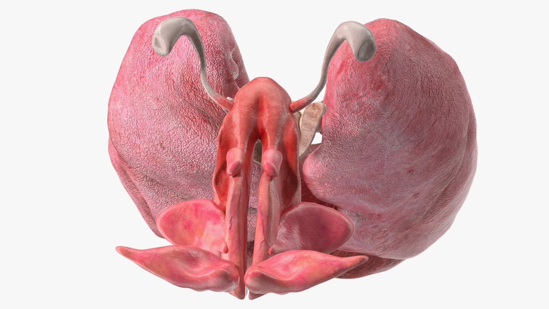 Boy Body Anatomy Collection 4 3D model https://p.turbosquid.com/ts-thumb/xt/F2Pvqw/W6/boybodyanatomycollection4mb3dmodel186/jpg/1655825719/1920x1080/fit_q87/0558c436476cf9357afe5c8c1f2201d6bce40f00/boybodyanatomycollection4mb3dmodel186.jpg