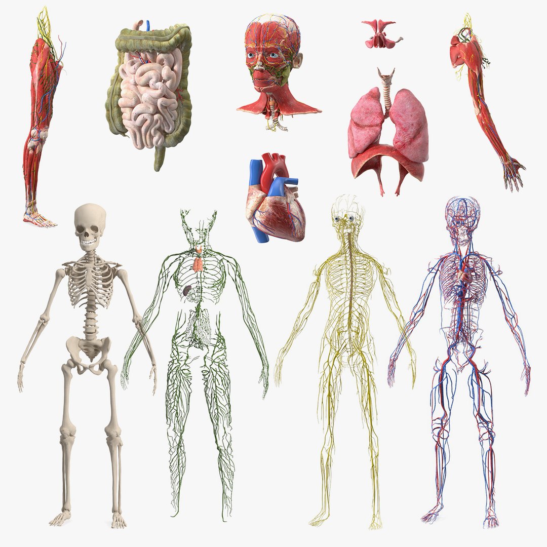 Boy Body Anatomy Collection 4 3D model preview