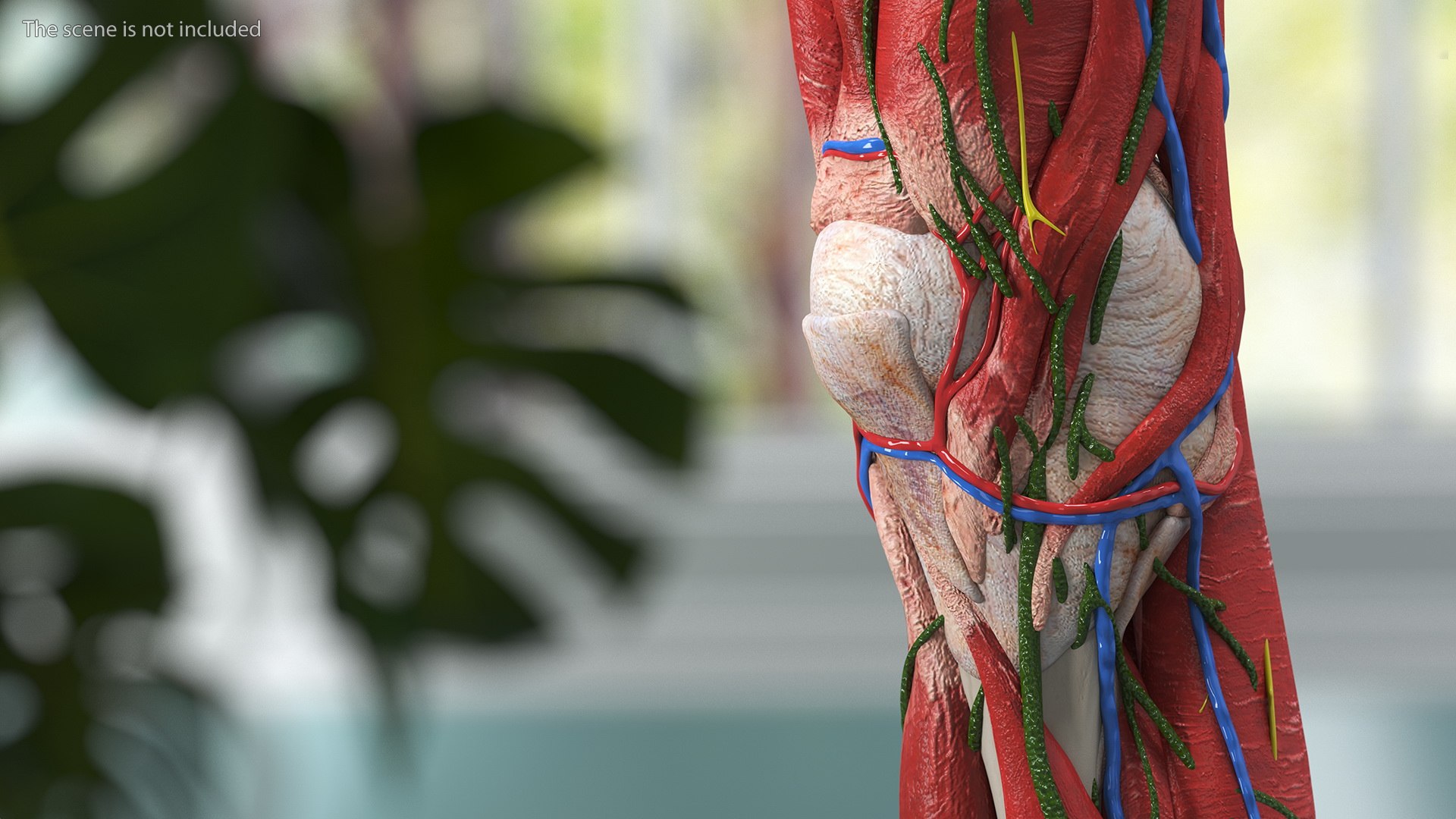 Boy Body Anatomy Collection 4 3D model https://p.turbosquid.com/ts-thumb/xt/F2Pvqw/XU/boybodyanatomycollection4mb3dmodel117/jpg/1655825442/1920x1080/fit_q87/d1c59dca987b8df3d51531d24001e264ef95e66b/boybodyanatomycollection4mb3dmodel117.jpg