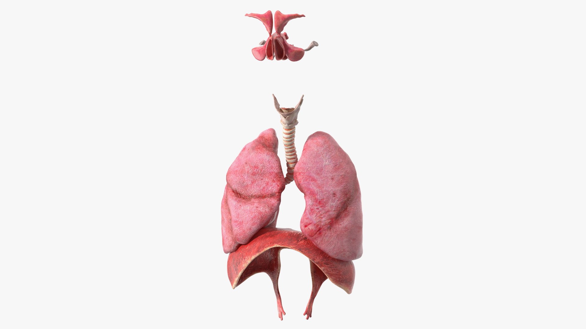 Boy Body Anatomy Collection 4 3D model https://p.turbosquid.com/ts-thumb/xt/F2Pvqw/XV/boybodyanatomycollection4mb3dmodel174/jpg/1655825668/1920x1080/fit_q87/49fe6398c269cdeff18f5545042c6042e5734564/boybodyanatomycollection4mb3dmodel174.jpg