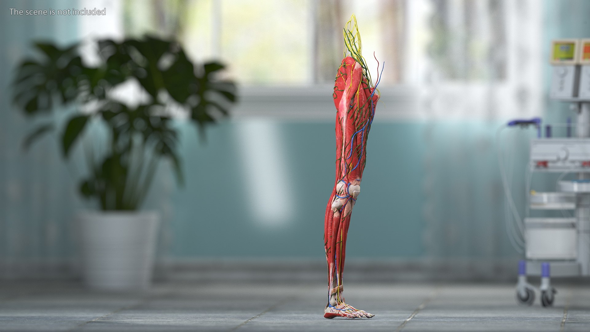 Boy Body Anatomy Collection 4 3D model https://p.turbosquid.com/ts-thumb/xt/F2Pvqw/Xh/boybodyanatomycollection4mb3dmodel113/jpg/1655825426/1920x1080/fit_q87/1a0766b4b5b292232b96271eaceac4730fa4275a/boybodyanatomycollection4mb3dmodel113.jpg