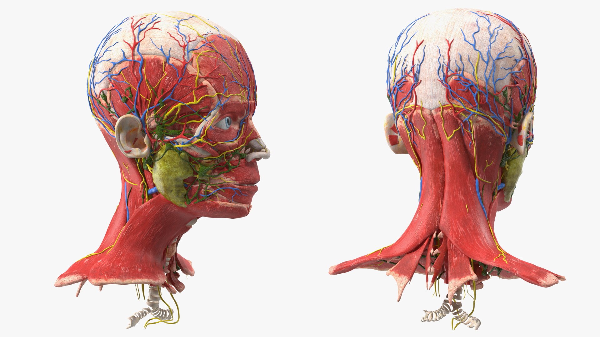 Boy Body Anatomy Collection 4 3D model https://p.turbosquid.com/ts-thumb/xt/F2Pvqw/YG/boybodyanatomycollection4mb3dmodel157/jpg/1655825602/1920x1080/fit_q87/ab69b84b024c56c6628abcda2a03120a90366741/boybodyanatomycollection4mb3dmodel157.jpg