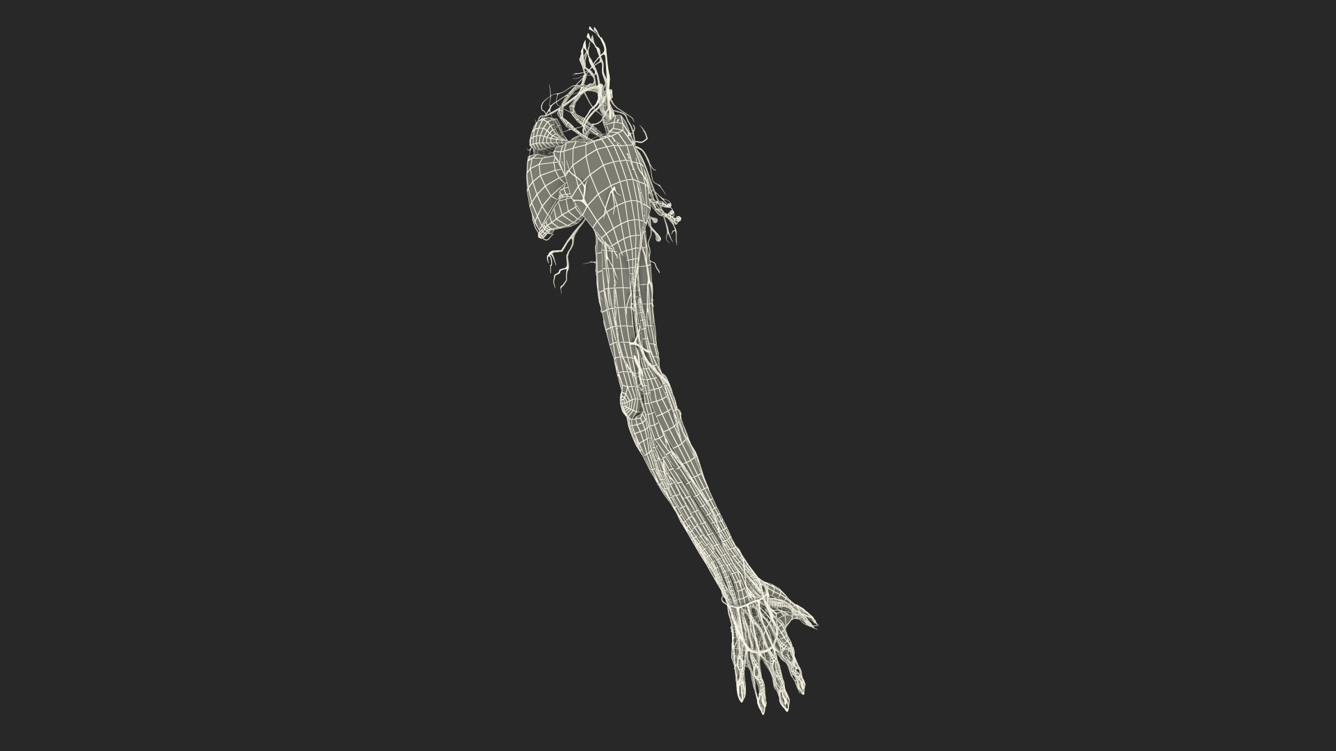 Boy Body Anatomy Collection 4 3D model https://p.turbosquid.com/ts-thumb/xt/F2Pvqw/Zq/boy_body_right_arm_anatomy_skinless_361/jpg/1655826629/1920x1080/turn_fit_q99/b43d8afa6930adec8bbf35e26b04c9e4e95891d7/boy_body_right_arm_anatomy_skinless_361-1.jpg