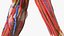 Boy Body Anatomy Collection 4