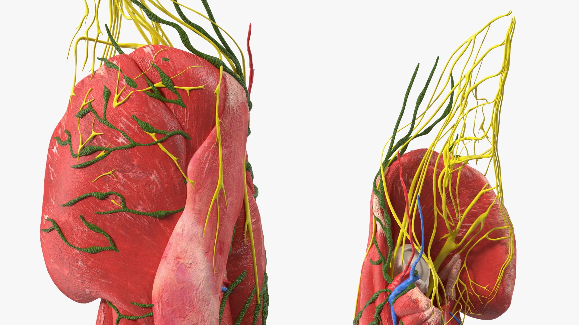 Boy Body Anatomy Collection 4 3D model https://p.turbosquid.com/ts-thumb/xt/F2Pvqw/cg/boybodyanatomycollection4mb3dmodel130/jpg/1655825494/1920x1080/fit_q87/343858209459888ce52c95f0143ae251f9de2ab3/boybodyanatomycollection4mb3dmodel130.jpg