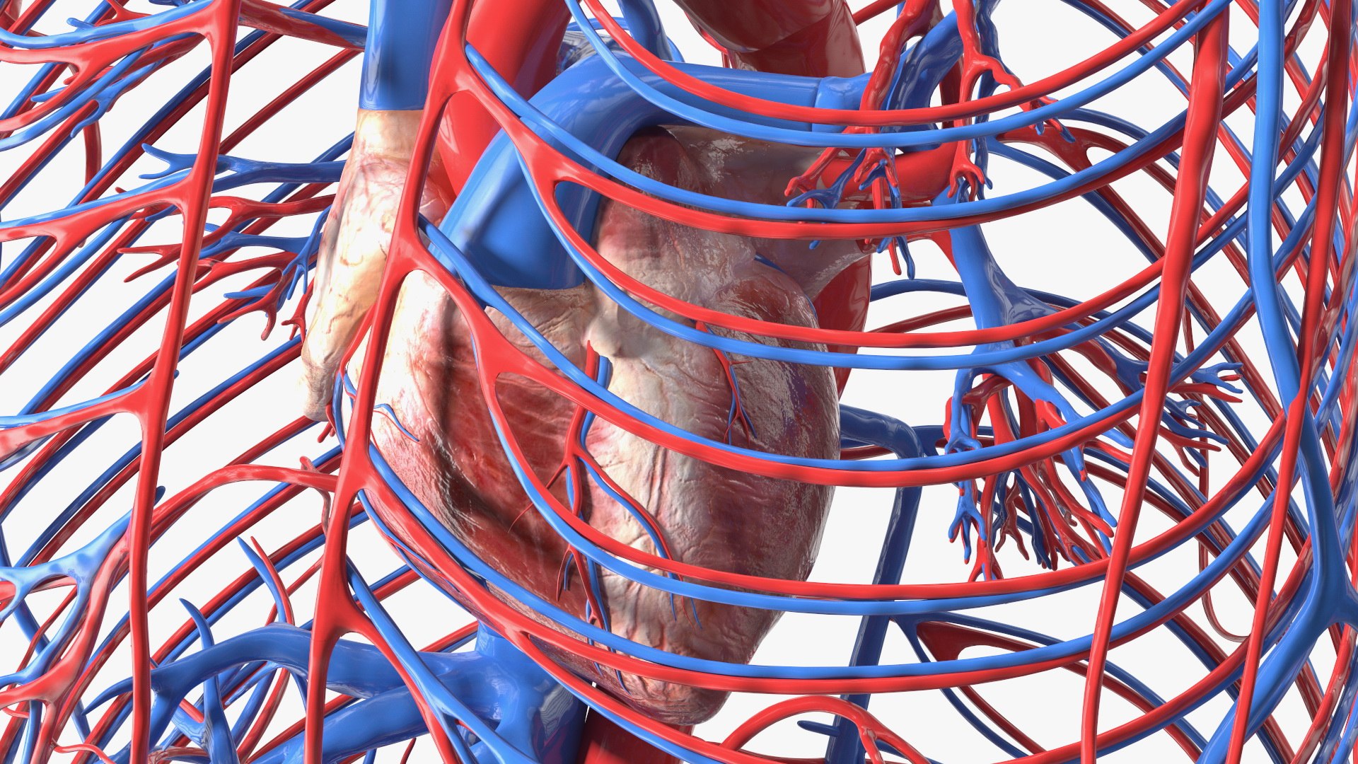 Boy Body Anatomy Collection 4 3D model https://p.turbosquid.com/ts-thumb/xt/F2Pvqw/dh/boybodyanatomycollection4mb3dmodel045/jpg/1655825165/1920x1080/fit_q87/57237496030ec8cd8bf909fae0e06c41b27f69c9/boybodyanatomycollection4mb3dmodel045.jpg
