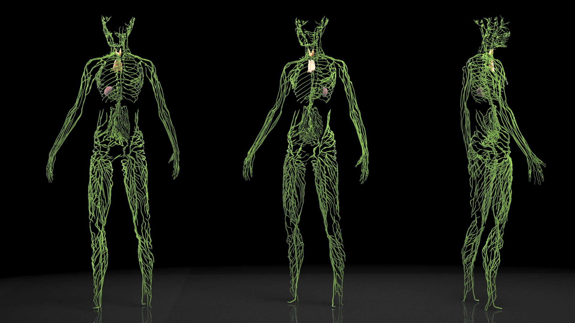 Boy Body Anatomy Collection 4 3D model https://p.turbosquid.com/ts-thumb/xt/F2Pvqw/du/boybodyanatomycollection4mb3dmodel014/jpg/1655825047/1920x1080/fit_q87/c1bfd4dc3e45e52c41abc76898a89ff25a57197c/boybodyanatomycollection4mb3dmodel014.jpg