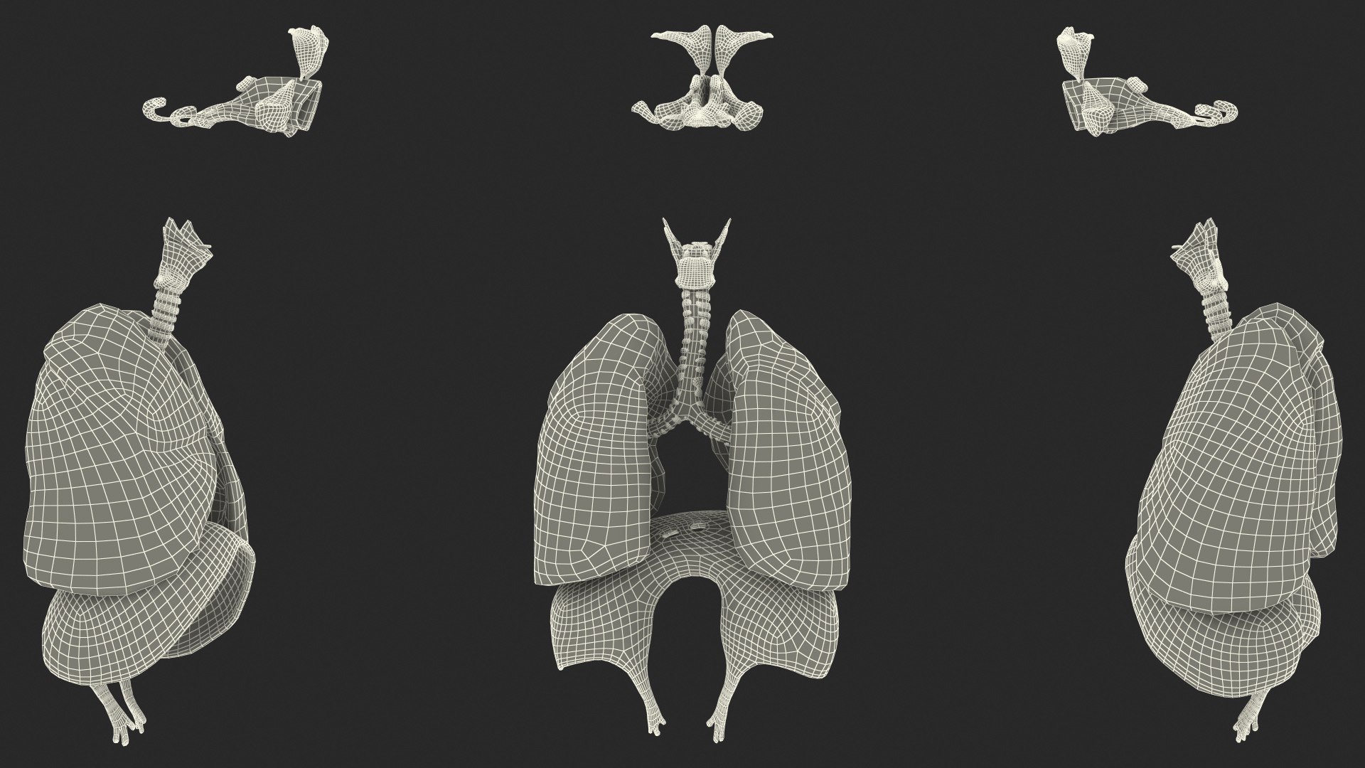 Boy Body Anatomy Collection 4 3D model https://p.turbosquid.com/ts-thumb/xt/F2Pvqw/e4/boybodyanatomycollection4mb3dmodel218/jpg/1655825847/1920x1080/fit_q87/0609d655c1c9d7d1f4826ea670364eff262ee6ed/boybodyanatomycollection4mb3dmodel218.jpg