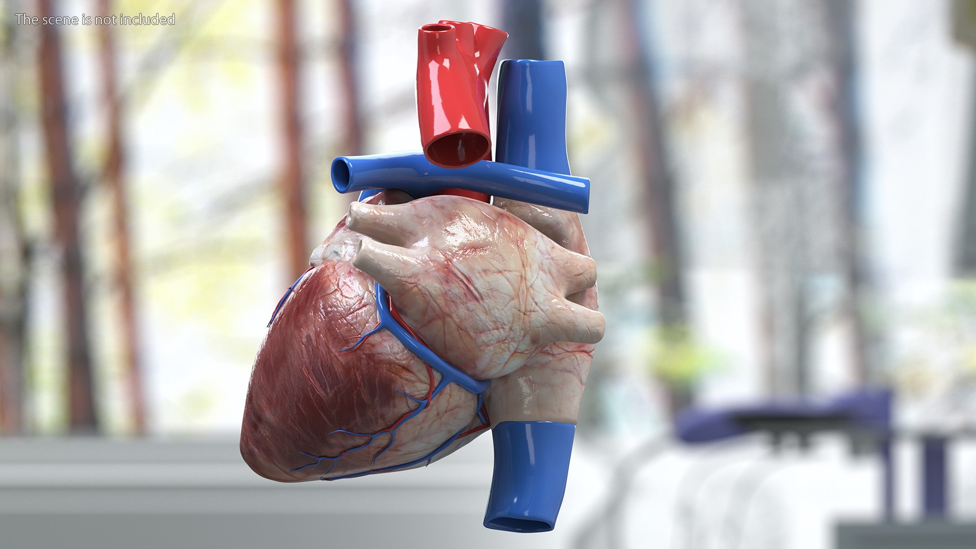 Boy Body Anatomy Collection 4 3D model https://p.turbosquid.com/ts-thumb/xt/F2Pvqw/ea/boybodyanatomycollection4mb3dmodel163/jpg/1655825625/1920x1080/fit_q87/1bab7fd2d921f42a412427773b5cfa9686c1ede4/boybodyanatomycollection4mb3dmodel163.jpg