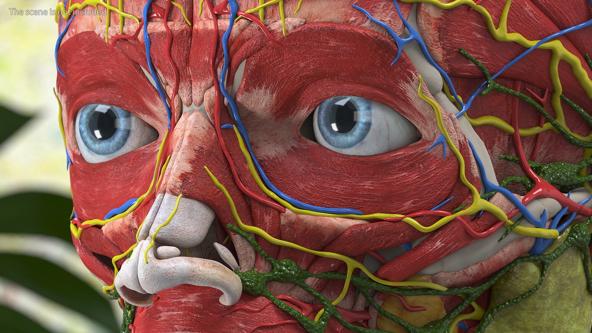 Boy Body Anatomy Collection 4 3D model https://p.turbosquid.com/ts-thumb/xt/F2Pvqw/ew/boybodyanatomycollection4mb3dmodel139/jpg/1655825531/1920x1080/fit_q87/f7a02b440e5077a70864560eff2a61a930879940/boybodyanatomycollection4mb3dmodel139.jpg