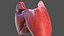 Boy Body Anatomy Collection 4