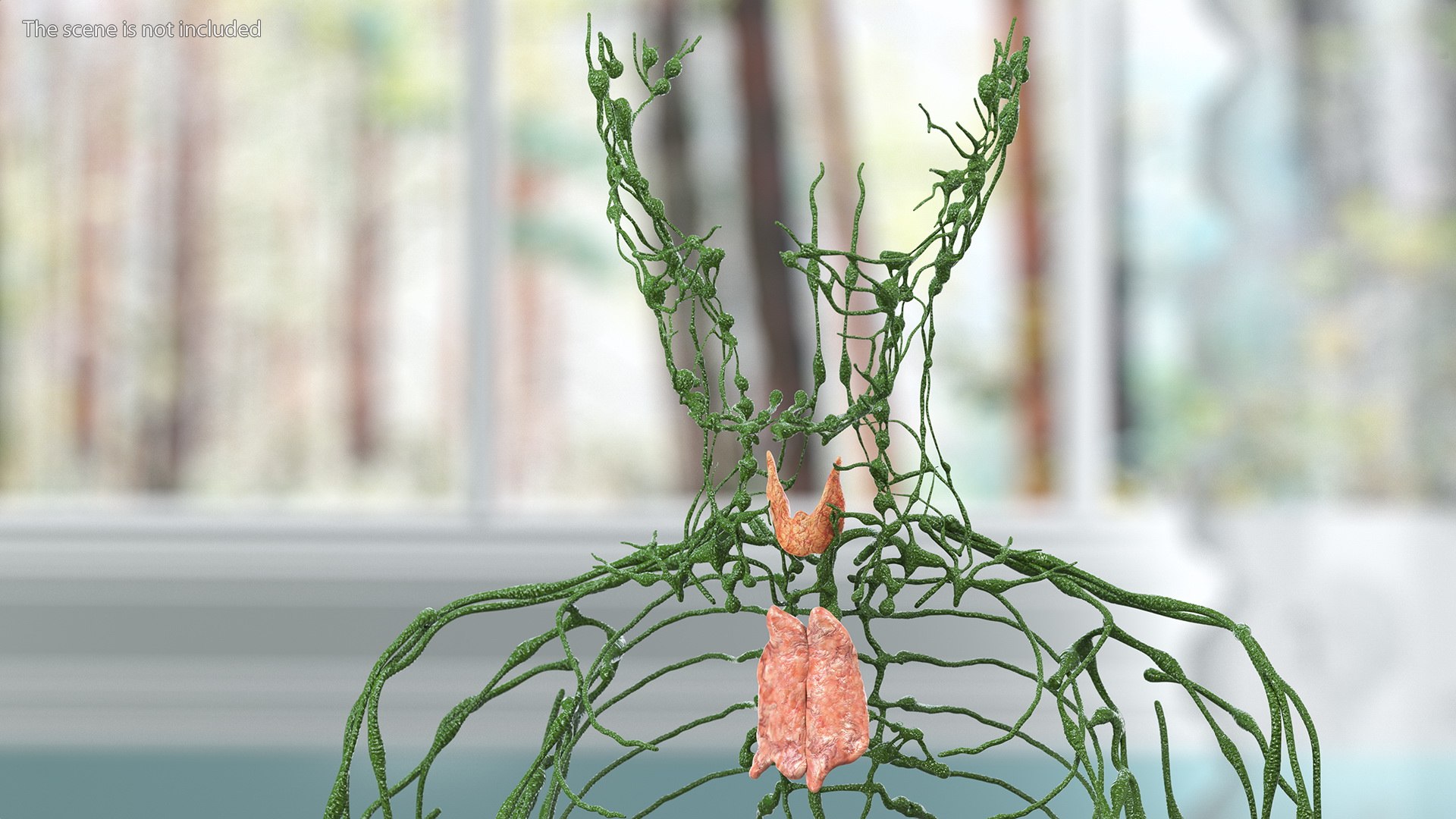 Boy Body Anatomy Collection 4 3D model https://p.turbosquid.com/ts-thumb/xt/F2Pvqw/gx/boybodyanatomycollection4mb3dmodel004/jpg/1655825006/1920x1080/fit_q87/c32687b8daae16c65dc12991f76af366b97f7496/boybodyanatomycollection4mb3dmodel004.jpg