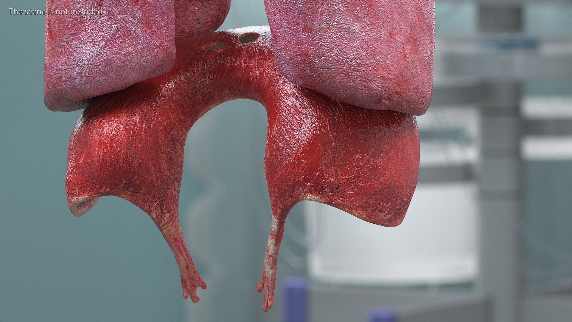 Boy Body Anatomy Collection 4 3D model https://p.turbosquid.com/ts-thumb/xt/F2Pvqw/i9/boybodyanatomycollection4mb3dmodel179/jpg/1655825689/1920x1080/fit_q87/fea0e51b2ec8af100ce9faa79f99d4d66fc54bff/boybodyanatomycollection4mb3dmodel179.jpg