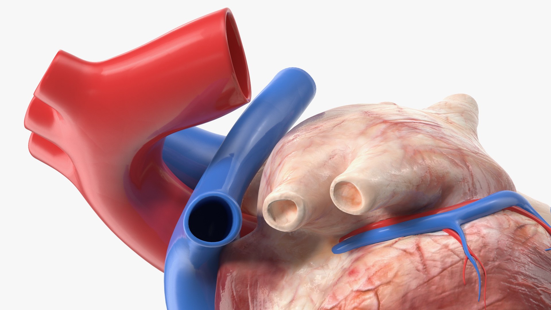 Boy Body Anatomy Collection 4 3D model https://p.turbosquid.com/ts-thumb/xt/F2Pvqw/jL/boybodyanatomycollection4mb3dmodel171/jpg/1655825656/1920x1080/fit_q87/bd4762c4dfd14871557046ec3bedd993c13228e7/boybodyanatomycollection4mb3dmodel171.jpg