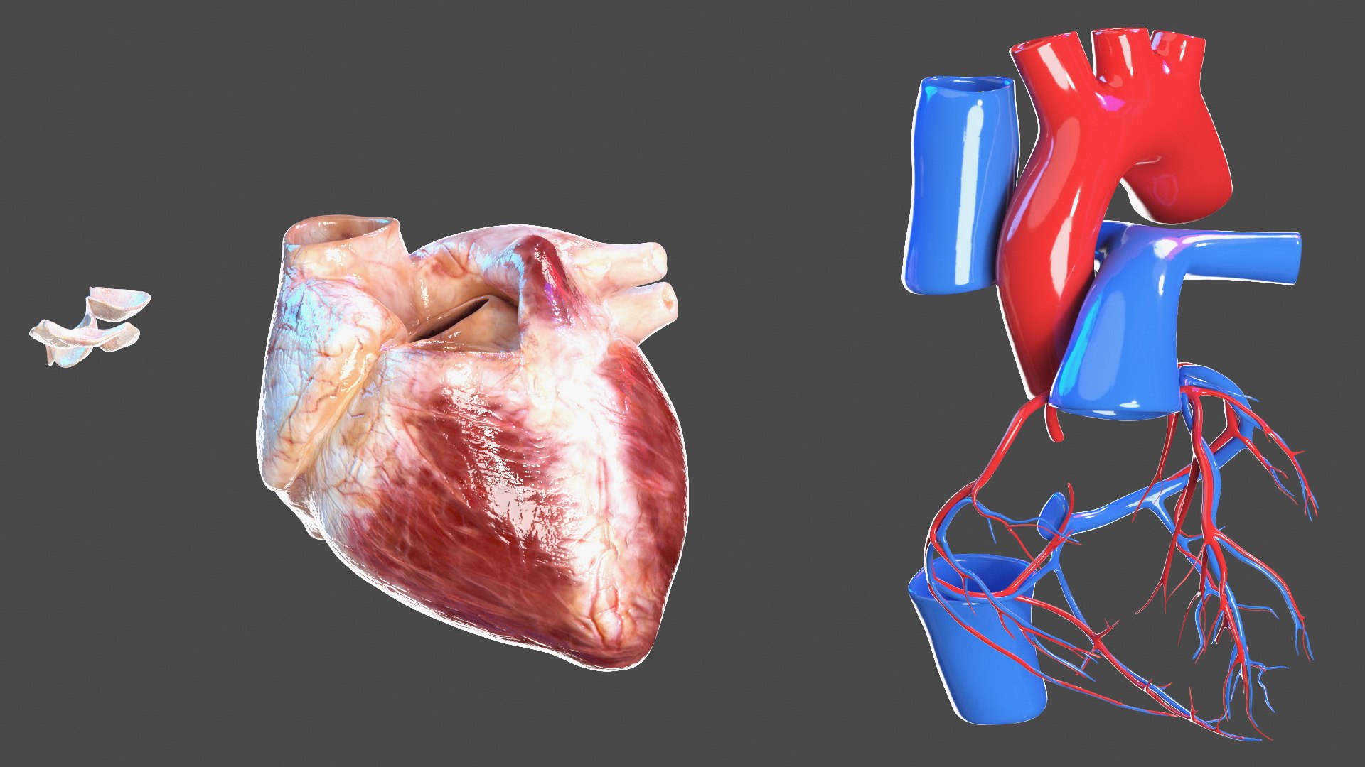Boy Body Anatomy Collection 4 3D model https://p.turbosquid.com/ts-thumb/xt/F2Pvqw/k6/boybodyanatomycollection4mb3dmodel035/jpg/1655825125/1920x1080/fit_q87/d854cdd7d181a9ce45a4082488b7c63aaeadbeb3/boybodyanatomycollection4mb3dmodel035.jpg