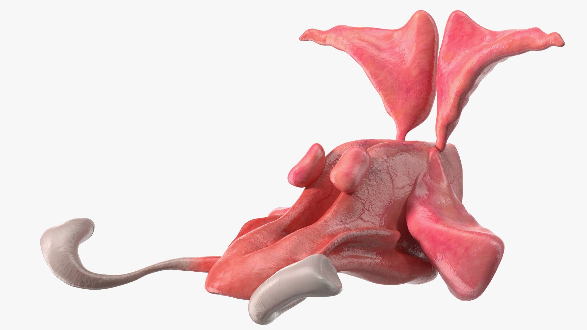 Boy Body Anatomy Collection 4 3D model https://p.turbosquid.com/ts-thumb/xt/F2Pvqw/kk/boybodyanatomycollection4mb3dmodel188/jpg/1655825728/1920x1080/fit_q87/4afbb50247376d6bea775d5936c94492d6dd6dda/boybodyanatomycollection4mb3dmodel188.jpg