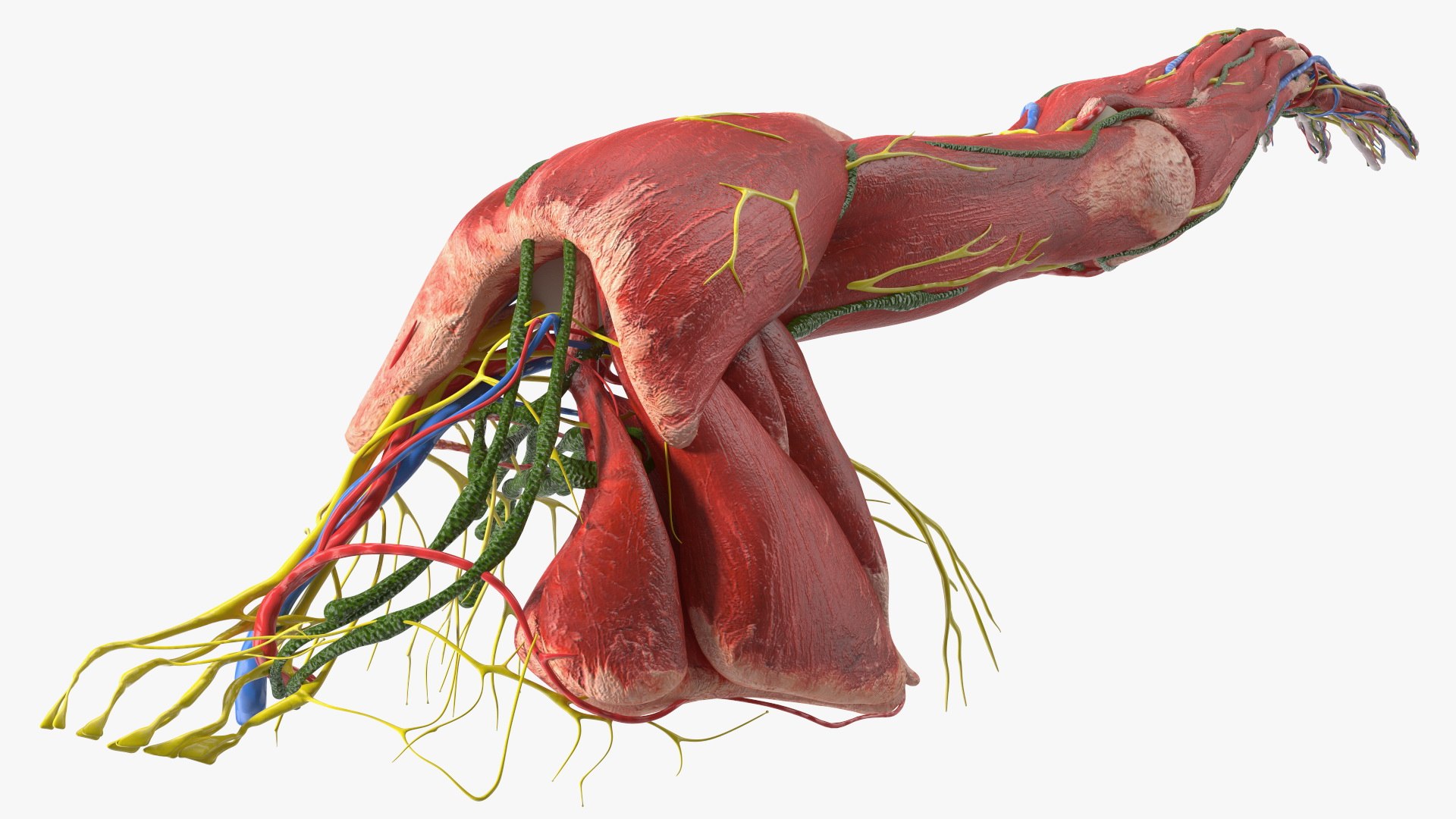 Boy Body Anatomy Collection 4 3D model https://p.turbosquid.com/ts-thumb/xt/F2Pvqw/mc/boybodyanatomycollection4mb3dmodel104/jpg/1655825388/1920x1080/fit_q87/1045b0fbfd6641f586f3a2fa42b6bdcc1b41a7b5/boybodyanatomycollection4mb3dmodel104.jpg