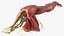 Boy Body Anatomy Collection 4
