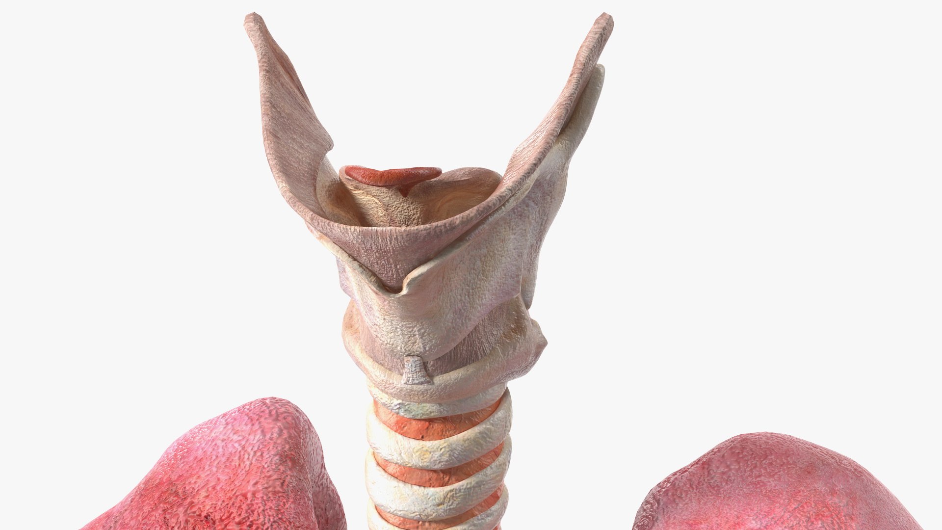 Boy Body Anatomy Collection 4 3D model https://p.turbosquid.com/ts-thumb/xt/F2Pvqw/nS/boybodyanatomycollection4mb3dmodel189/jpg/1655825732/1920x1080/fit_q87/03b7016eb6c83ea002bf5b2a0463d36962427b97/boybodyanatomycollection4mb3dmodel189.jpg