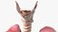 Boy Body Anatomy Collection 4