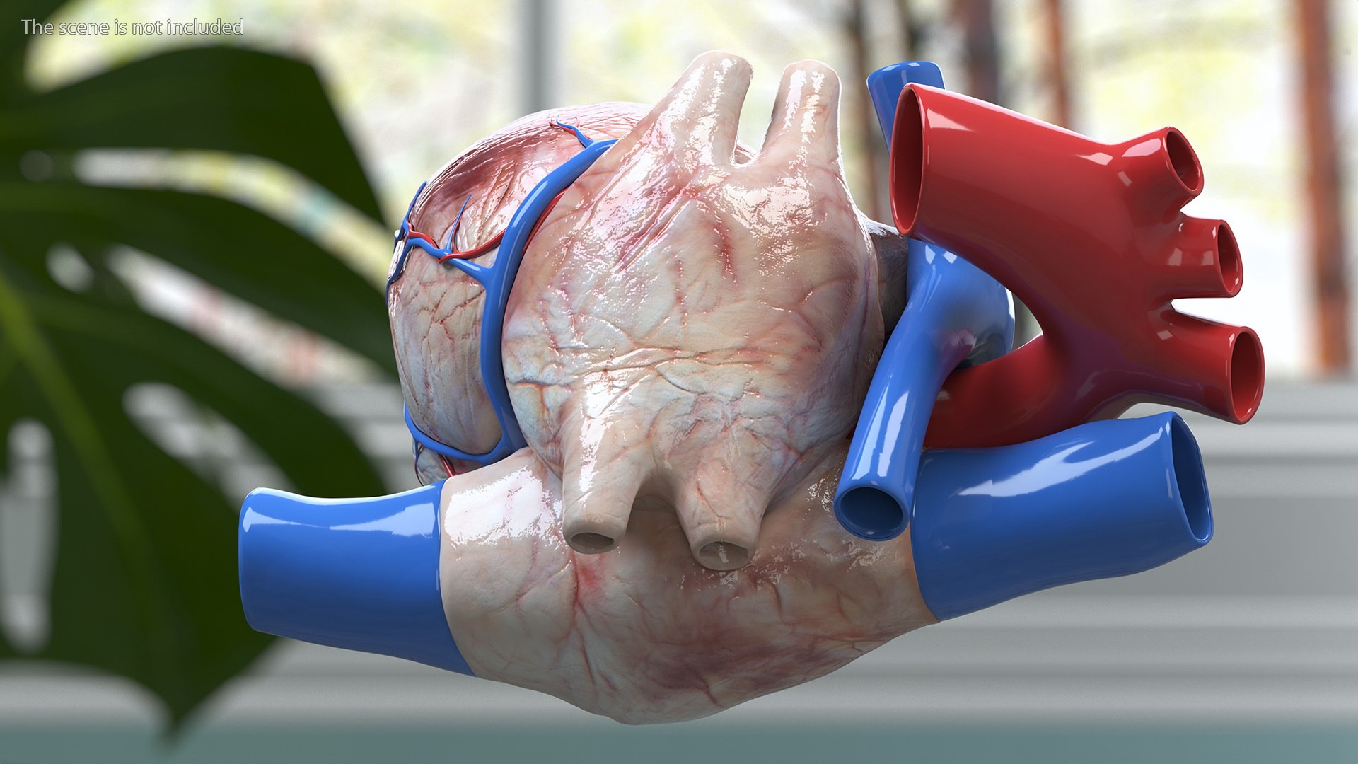 Boy Body Anatomy Collection 4 3D model https://p.turbosquid.com/ts-thumb/xt/F2Pvqw/oG/boybodyanatomycollection4mb3dmodel165/jpg/1655825633/1920x1080/fit_q87/3fdbf4f349bec2318c48650f2a5eaa012d549308/boybodyanatomycollection4mb3dmodel165.jpg