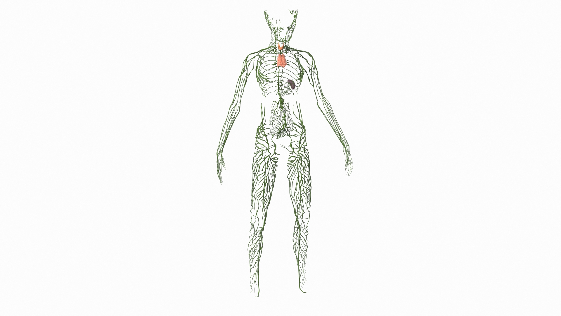 Boy Body Anatomy Collection 4 3D model https://p.turbosquid.com/ts-thumb/xt/F2Pvqw/sb/young_boy_lymphatic_system_360/jpg/1655825854/1920x1080/turn_fit_q99/7e0cce3536d3c0435e8c6a49753ab96e271ed8dc/young_boy_lymphatic_system_360-1.jpg