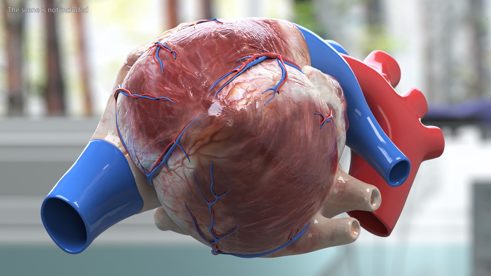 Boy Body Anatomy Collection 4 3D model https://p.turbosquid.com/ts-thumb/xt/F2Pvqw/sf/boybodyanatomycollection4mb3dmodel164/jpg/1655825629/1920x1080/fit_q87/4f316a95b6b1f6394feecbbf5259e7dd585501ee/boybodyanatomycollection4mb3dmodel164.jpg