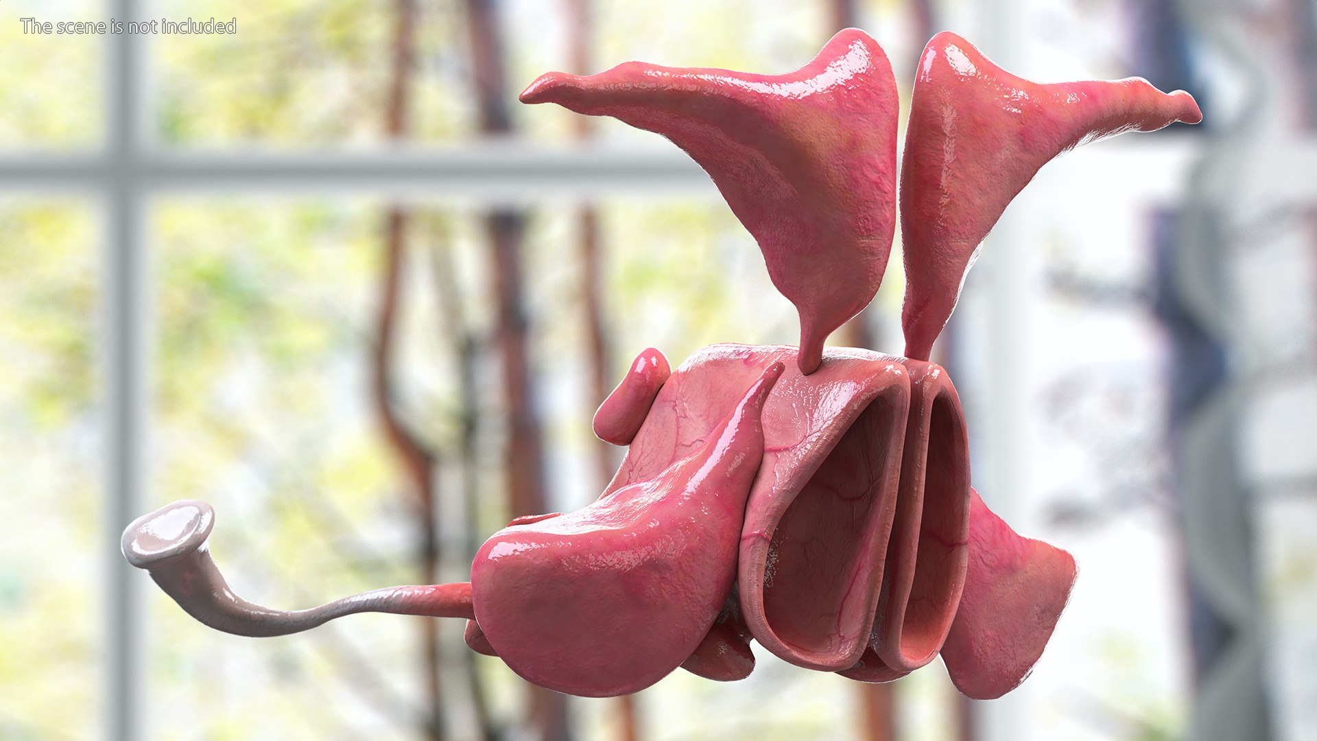 Boy Body Anatomy Collection 4 3D model https://p.turbosquid.com/ts-thumb/xt/F2Pvqw/um/boybodyanatomycollection4mb3dmodel178/jpg/1655825685/1920x1080/fit_q87/868f5919cf7fc81f937c24e342879067b156b49e/boybodyanatomycollection4mb3dmodel178.jpg