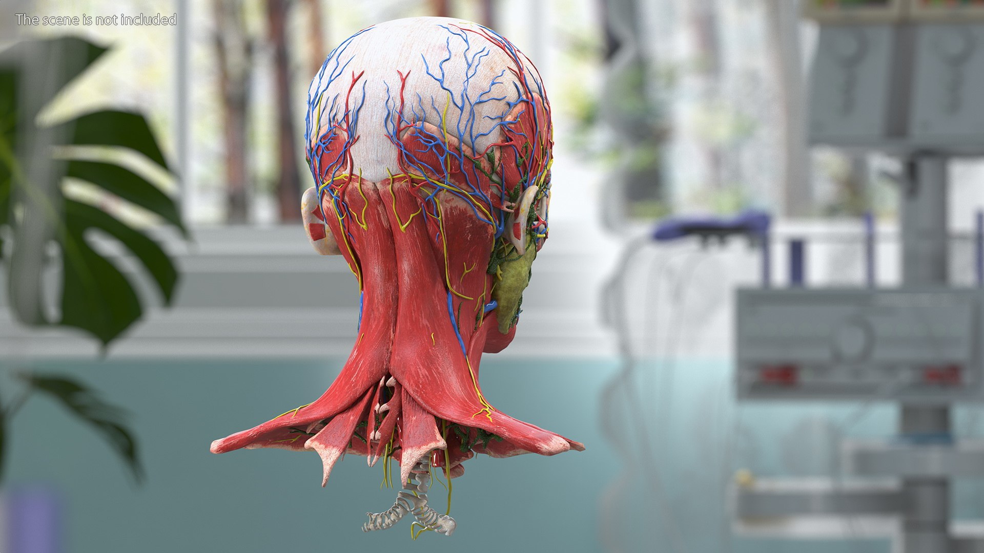 Boy Body Anatomy Collection 4 3D model https://p.turbosquid.com/ts-thumb/xt/F2Pvqw/un/boybodyanatomycollection4mb3dmodel138/jpg/1655825527/1920x1080/fit_q87/cc4db73d374ec3a2b00ceb6508a70a3b2886c5bb/boybodyanatomycollection4mb3dmodel138.jpg