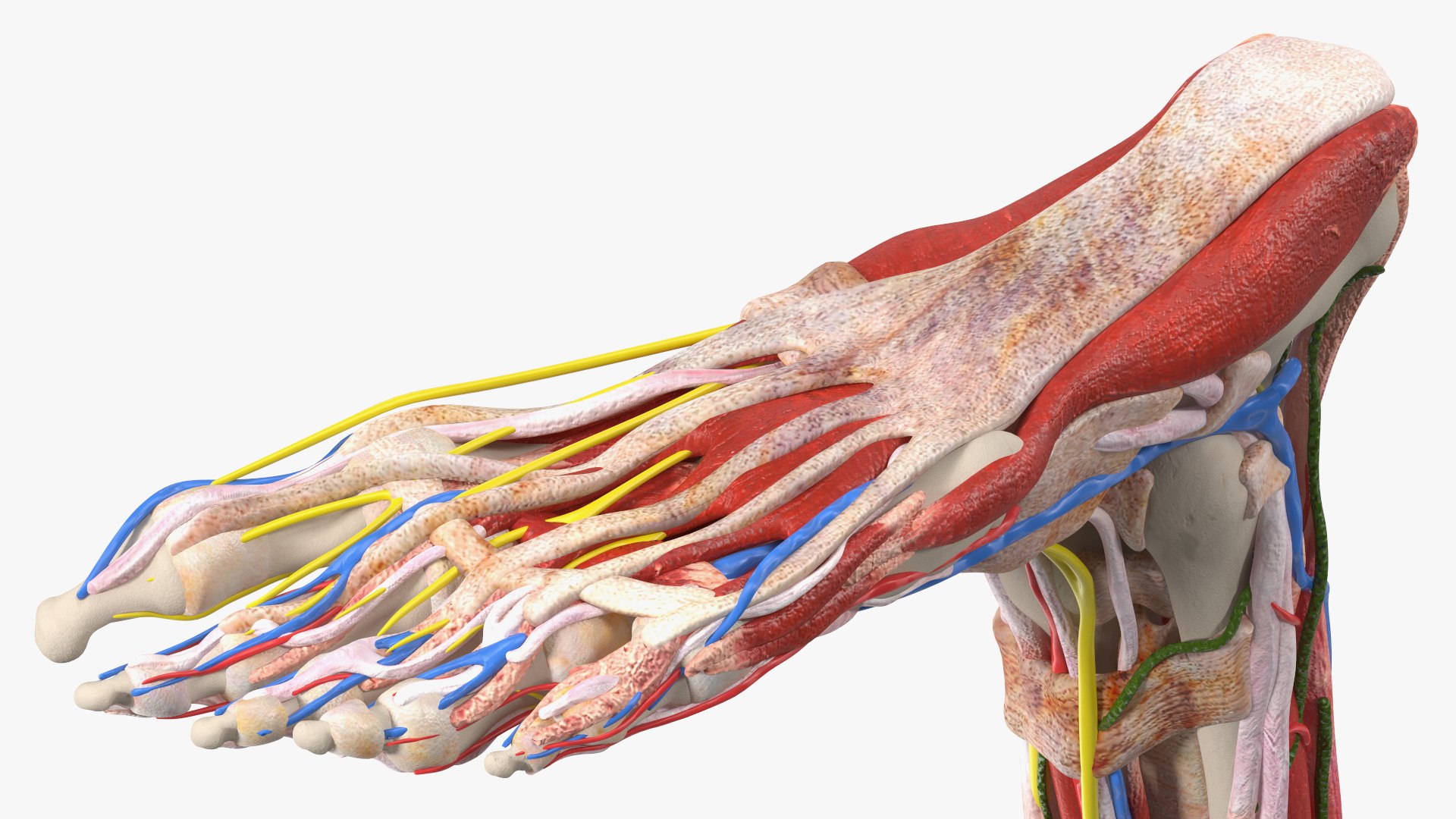 Boy Body Anatomy Collection 4 3D model https://p.turbosquid.com/ts-thumb/xt/F2Pvqw/v5/boybodyanatomycollection4mb3dmodel134/jpg/1655825511/1920x1080/fit_q87/1e492c5108759c38cc1d4f445f788a01bff7008f/boybodyanatomycollection4mb3dmodel134.jpg