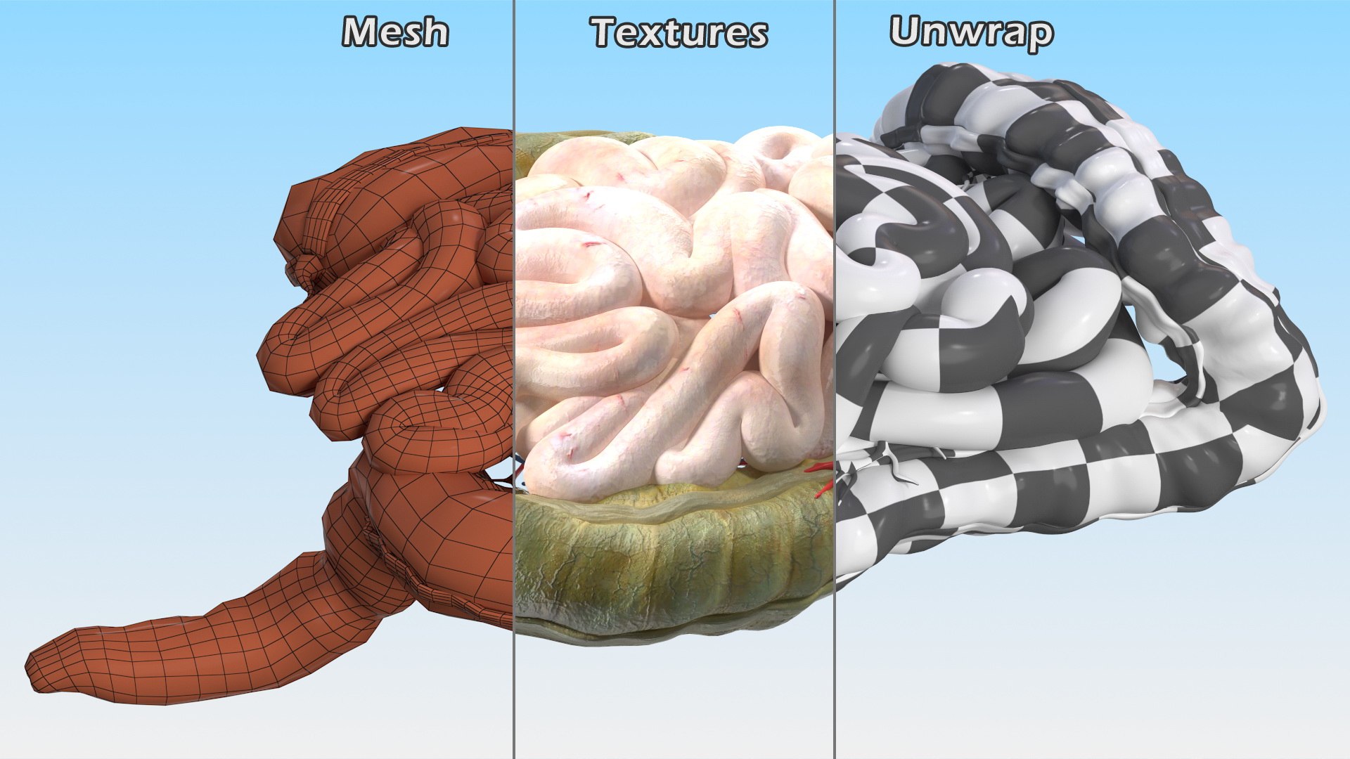 Boy Body Anatomy Collection 4 3D model https://p.turbosquid.com/ts-thumb/xt/F2Pvqw/wG/boybodyanatomycollection4mb3dmodel201/jpg/1655825779/1920x1080/fit_q87/c7dd7d7c5d34d0ad8f9b56912b02fa8e28f1b76c/boybodyanatomycollection4mb3dmodel201.jpg