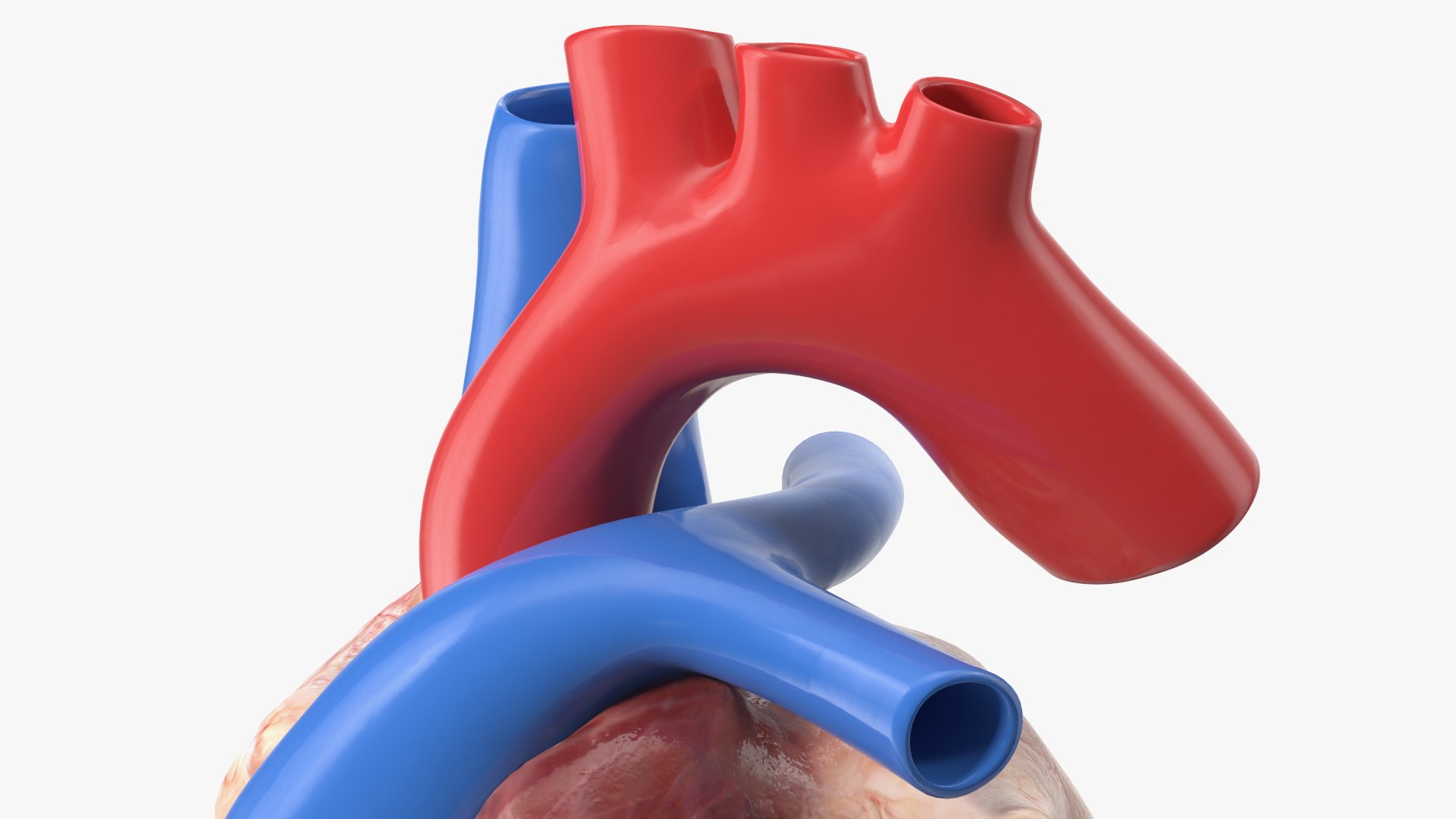 Boy Body Anatomy Collection 4 3D model https://p.turbosquid.com/ts-thumb/xt/F2Pvqw/wm/boybodyanatomycollection4mb3dmodel170/jpg/1655825652/1920x1080/fit_q87/b4cfebed312b8345e22eabe4131f8bc5fa6e84b8/boybodyanatomycollection4mb3dmodel170.jpg