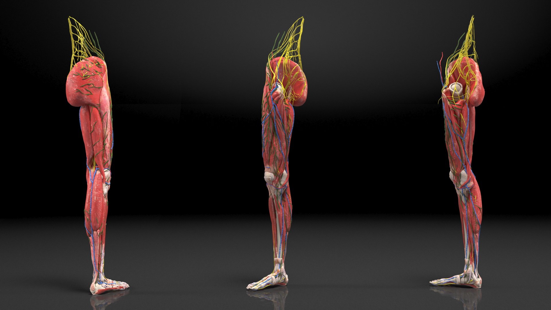 Boy Body Anatomy Collection 4 3D model https://p.turbosquid.com/ts-thumb/xt/F2Pvqw/wn/boybodyanatomycollection4mb3dmodel127/jpg/1655825482/1920x1080/fit_q87/a27cc287bf11e75b34ae776e7b92139426125943/boybodyanatomycollection4mb3dmodel127.jpg