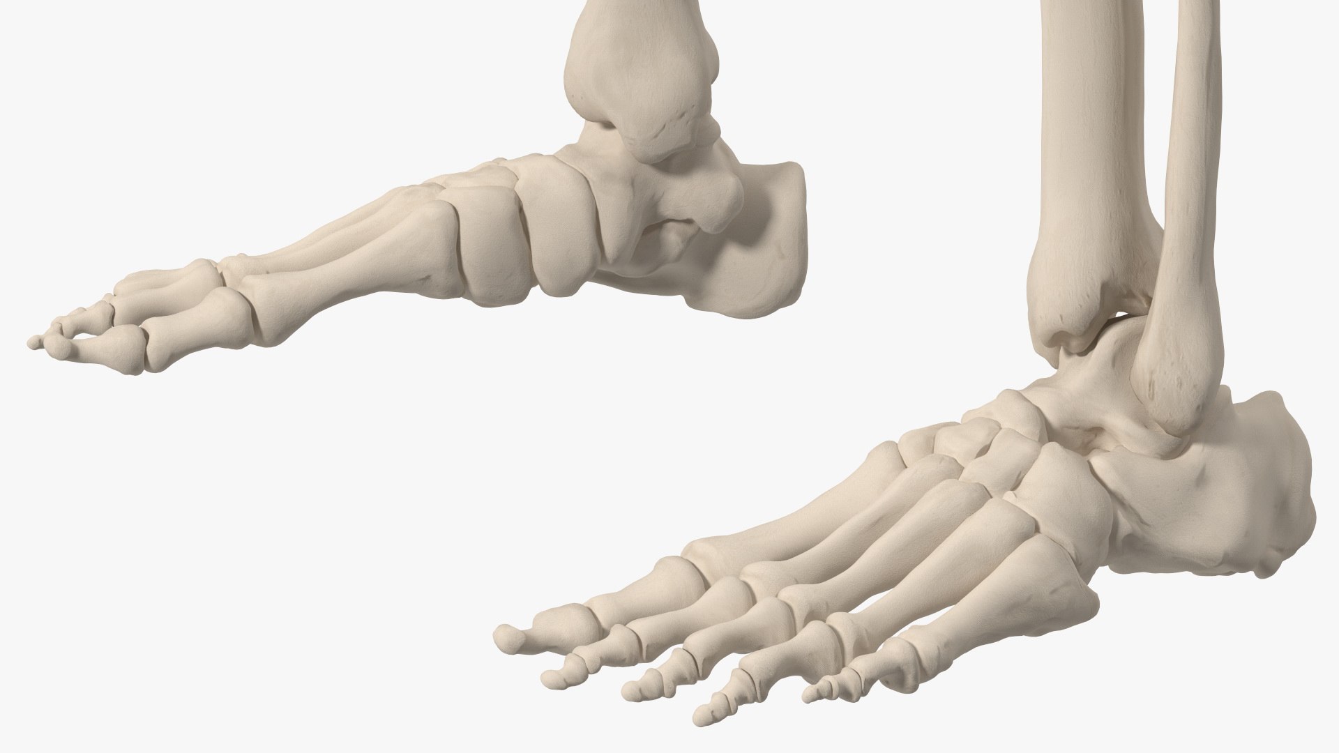 Boy Body Anatomy Collection 4 3D model https://p.turbosquid.com/ts-thumb/xt/F2Pvqw/xF/boybodyanatomycollection4mb3dmodel086/jpg/1655825316/1920x1080/fit_q87/3fa5f61e565cb8cb91940d15d52337a13551ccc0/boybodyanatomycollection4mb3dmodel086.jpg