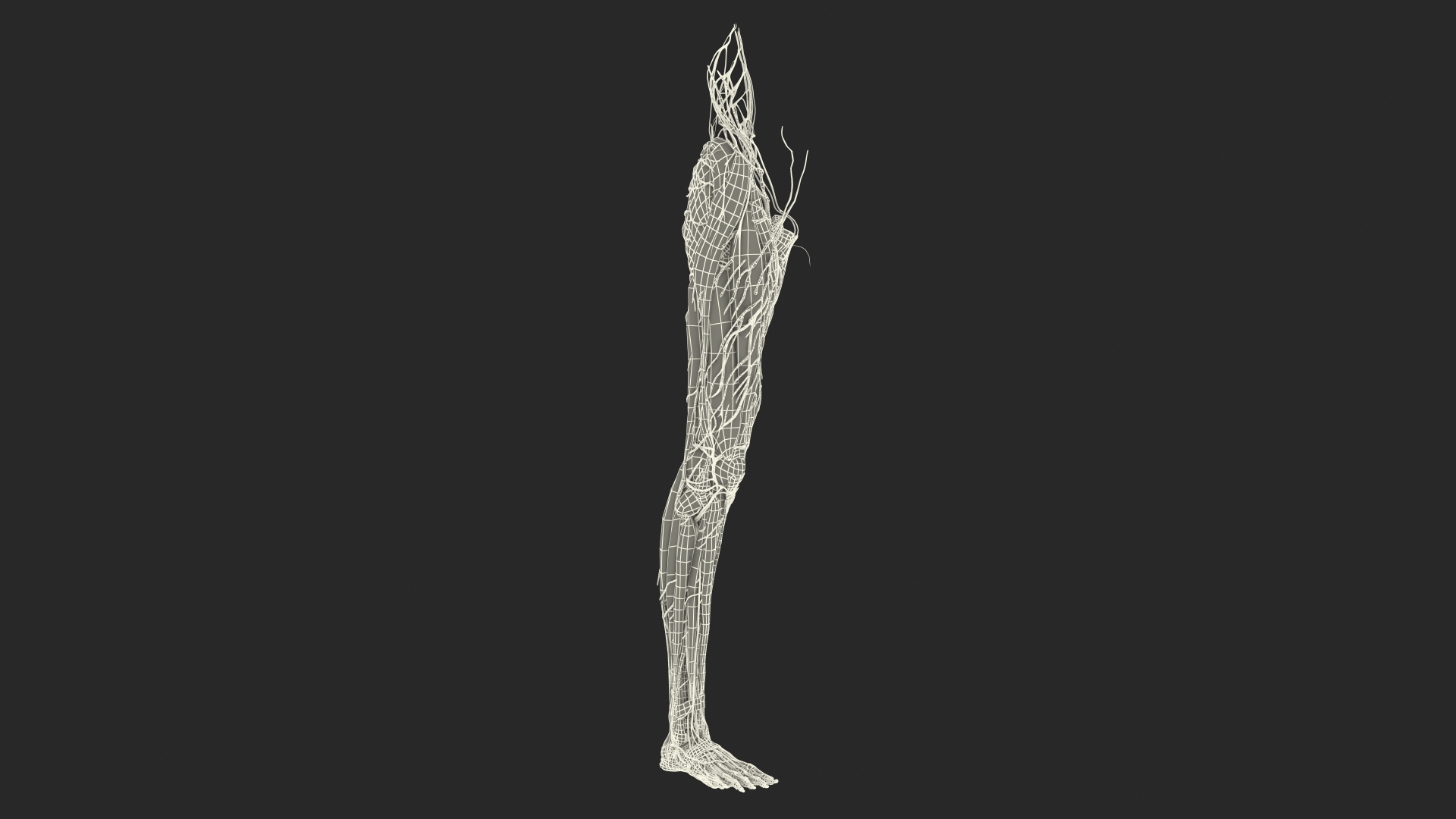 Boy Body Anatomy Collection 4 3D model https://p.turbosquid.com/ts-thumb/xt/F2Pvqw/xN/young_man_anatomy_right_leg_361/jpg/1655826071/1920x1080/turn_fit_q99/42d2ebf3c576319a8a962fcfa21aecedd6573491/young_man_anatomy_right_leg_361-1.jpg