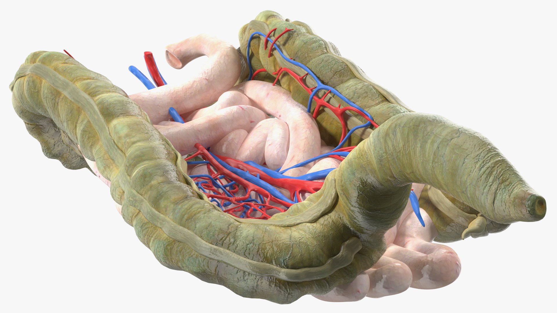 Boy Body Anatomy Collection 4 3D model https://p.turbosquid.com/ts-thumb/xt/F2Pvqw/xQ/boybodyanatomycollection4mb3dmodel203/jpg/1655825787/1920x1080/fit_q87/4d0669b1b67642e958852f83bad8d256ca79fc66/boybodyanatomycollection4mb3dmodel203.jpg