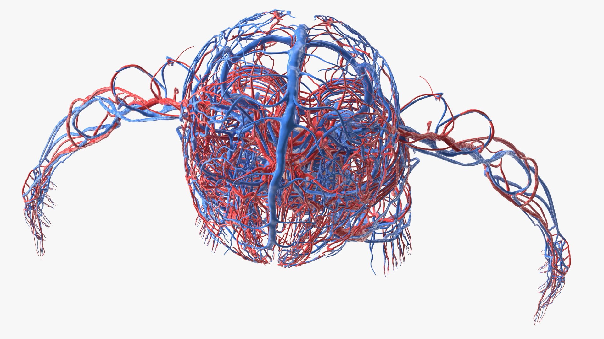 Boy Body Anatomy Collection 4 3D model https://p.turbosquid.com/ts-thumb/xt/F2Pvqw/xS/boybodyanatomycollection4mb3dmodel042/jpg/1655825153/1920x1080/fit_q87/257f81f25d2ac224fd8b34e76481860bb53aa906/boybodyanatomycollection4mb3dmodel042.jpg