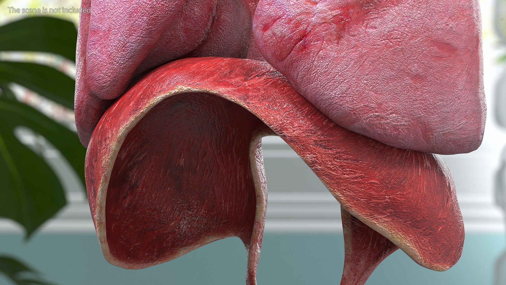 Boy Body Anatomy Collection 4 3D model https://p.turbosquid.com/ts-thumb/xt/F2Pvqw/zm/boybodyanatomycollection4mb3dmodel180/jpg/1655825693/1920x1080/fit_q87/36c47bd38c14c6647b28f6eb2117fe6bcf0fdc5c/boybodyanatomycollection4mb3dmodel180.jpg