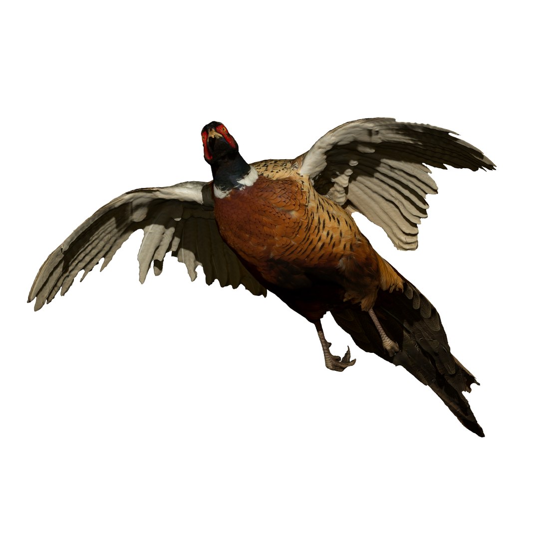 flying pheasant male taxidermy 3D model https://p.turbosquid.com/ts-thumb/xt/IncCEd/LZpW5SfN/flyingpheasantmaletaxidermy3dmodel_z/jpg/1502295500/1920x1080/fit_q87/00a2b439cc632993376dda8714ce9aa302806ea2/flyingpheasantmaletaxidermy3dmodel_z.jpg