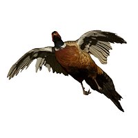 Pheasant Male Flying (taxidermy)