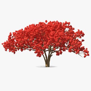 3D royal poinciana flame tree
