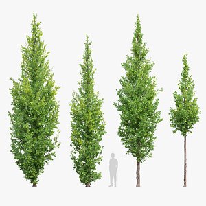 3D Quercus robur Fastigiata