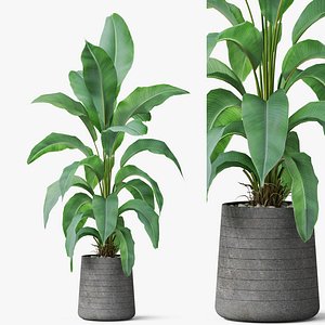 3D Plants collection 882