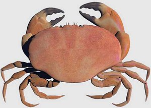 crab