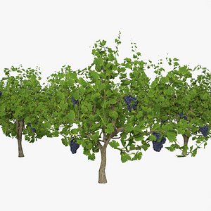 Wine Plant Vineyard Grapes fruits  3D model