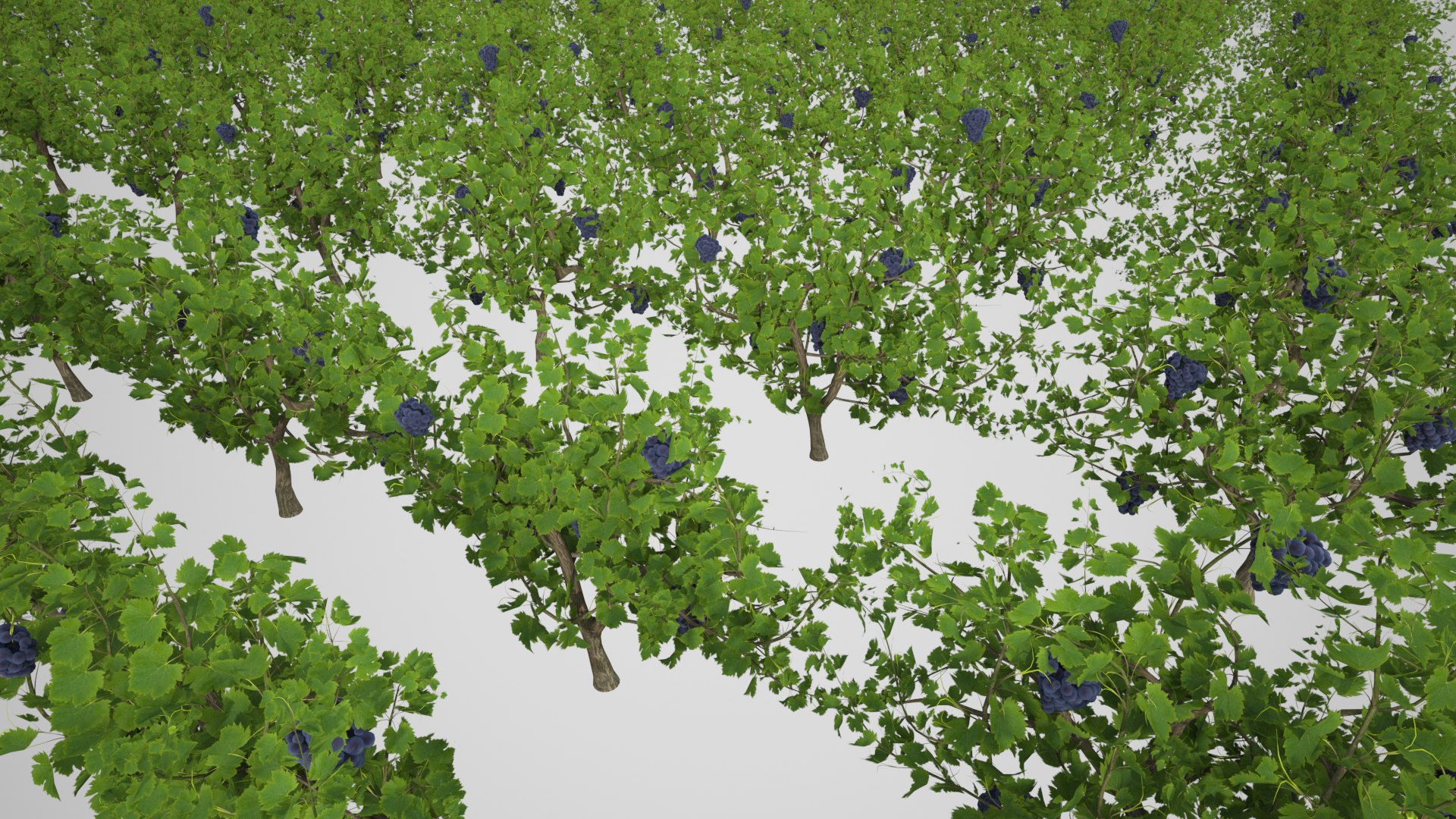 3D Model Wine Plant Vineyard Grapes Fruits 3D Model - TurboSquid 1774453