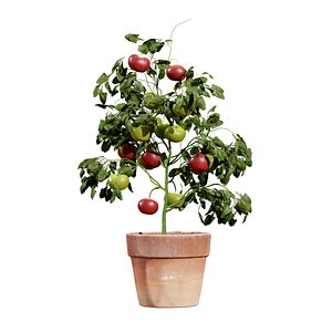 3D Realistic Tomato Plant Model