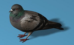 rigged pigeon 3d 3ds