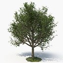 Tree B