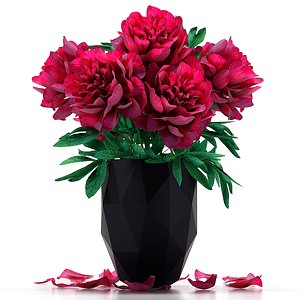 paeonia flower peony max